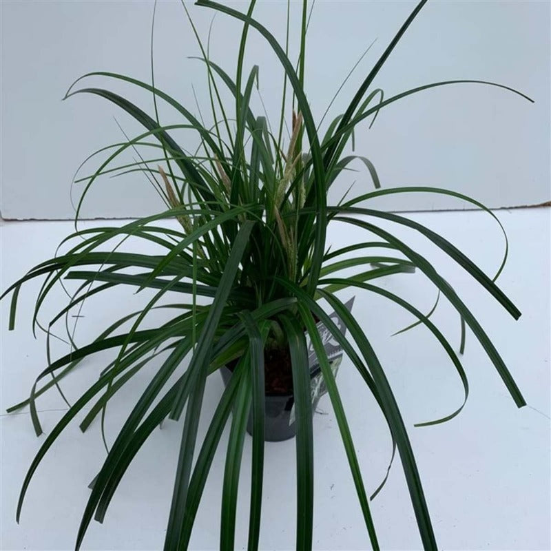 Bilde av Carex Ribbon Falls-Spanne Plantesalg