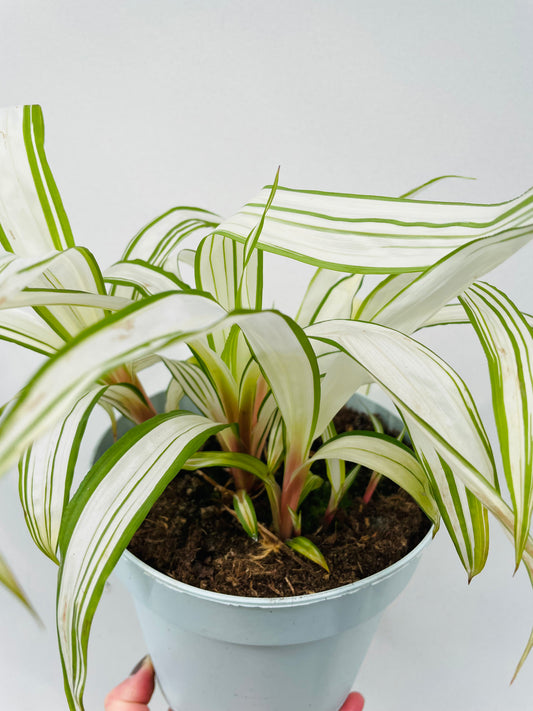 Bilde av Carex siderostica ‘Shiro’-Spanne Plantesalg
