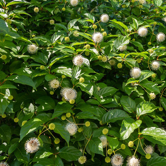 Bilde av Cephalanthus occ. Magical Moonlight-Spanne Plantesalg
