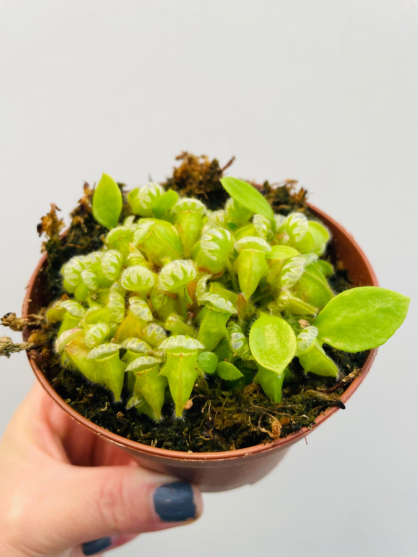 Bilde av Cephalotus follicularis-Spanne Plantesalg