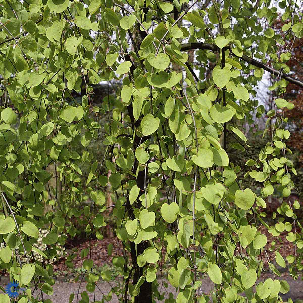 Bilde av Cercidiphyllum japonicum 'Pendula'-Spanne Plantesalg
