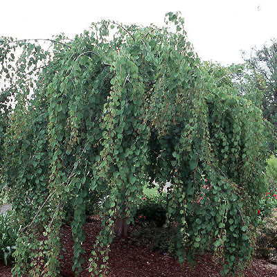 Bilde av Cercidiphyllum jap. 'Pendulum' 120cm-Spanne Plantesalg