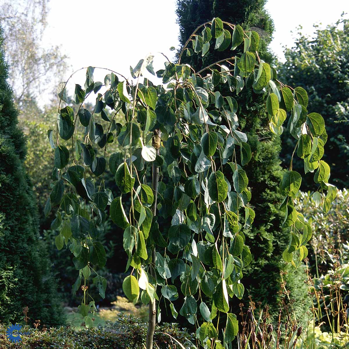 Bilde av Cercidiphyllum japonicum 'Pendula'-Spanne Plantesalg