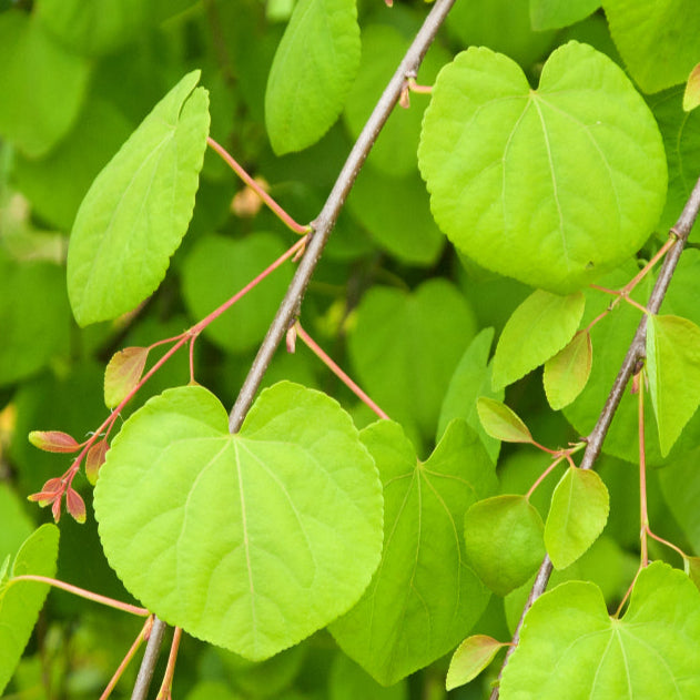 Bilde av Cercidiphyllum jap. 'Pendulum' 180cm-Spanne Plantesalg
