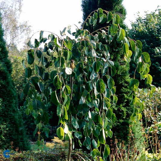 Bilde av Cercidiphyllum jap. 'Pendulum' 180cm-Spanne Plantesalg