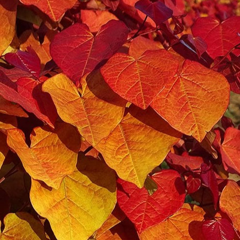 Bilde av Cercis can. Eternal Flame-Spanne Plantesalg