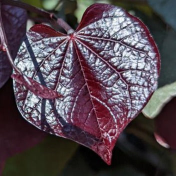 Bilde av Cercis canadensis 'Black Pearl'-Spanne Plantesalg