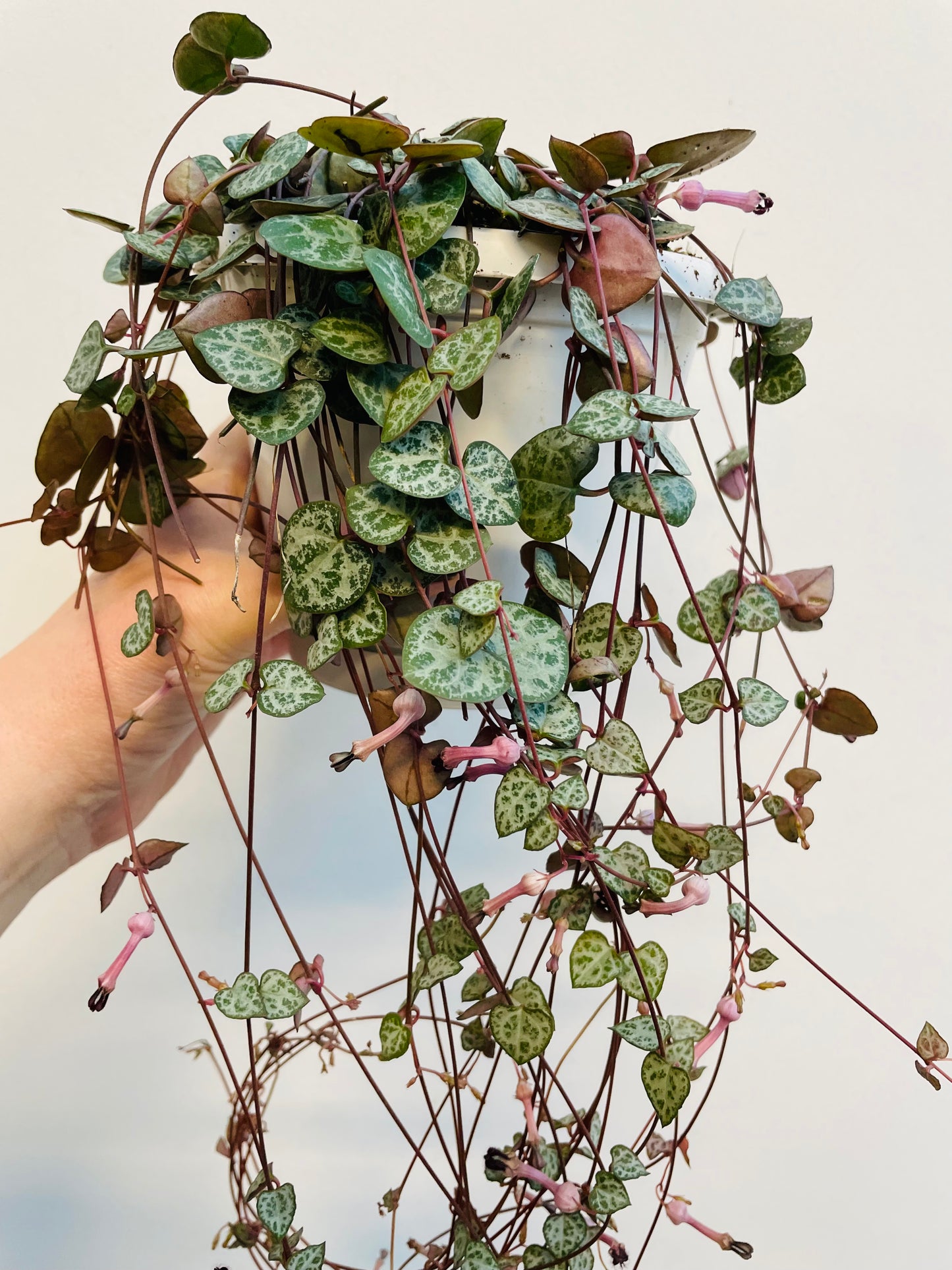 Bilde av Ceropegia woodii ‘String of Hearts’-Spanne Plantesalg