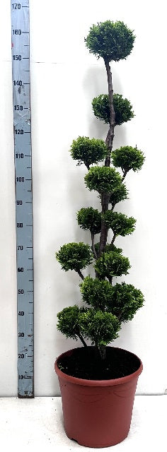 Bilde av Chamaecyparis Laws. Stardust-Spanne Plantesalg