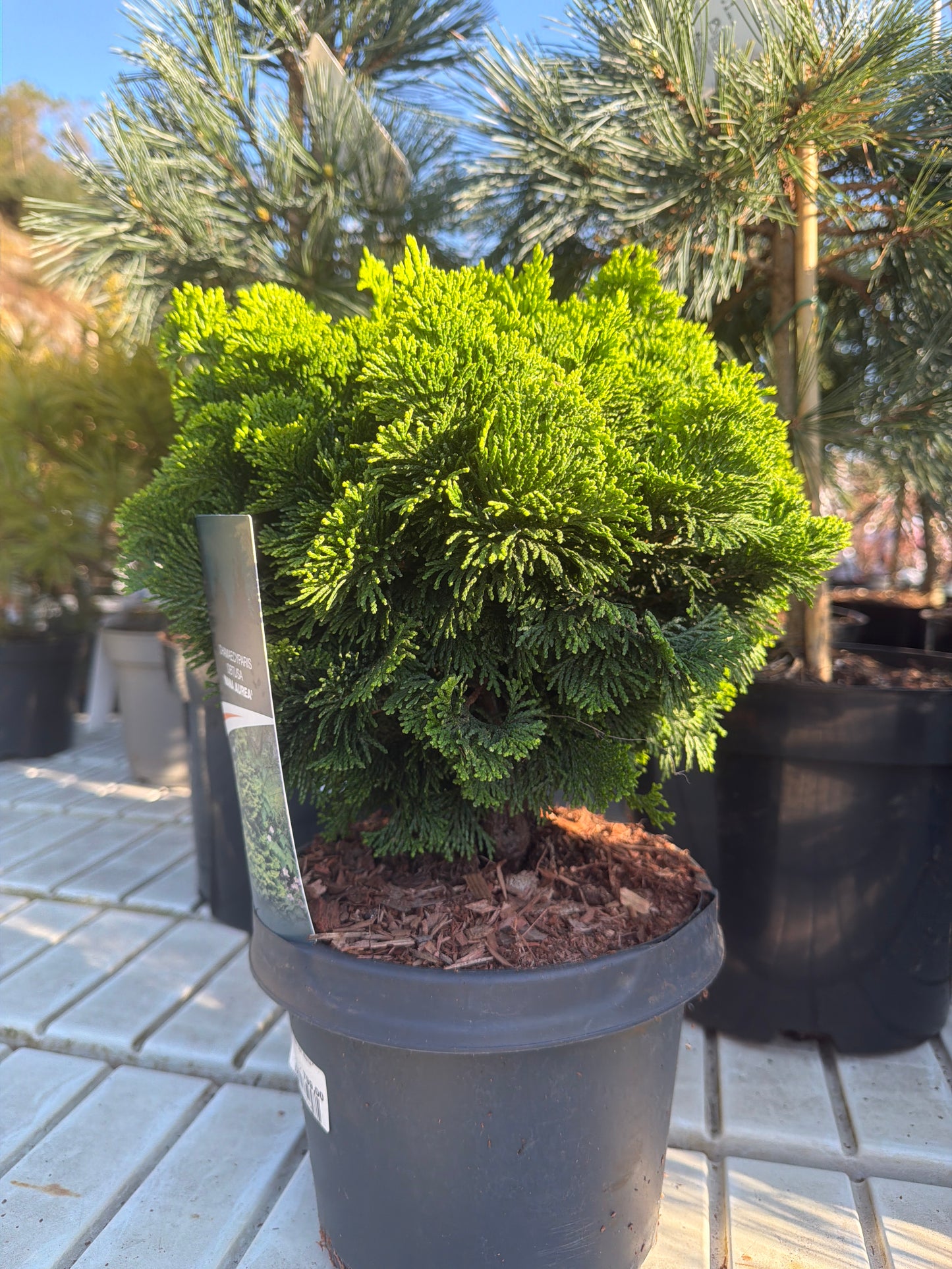 Bilde av Chamaecyparis obt. Nana Aurea-Spanne Plantesalg