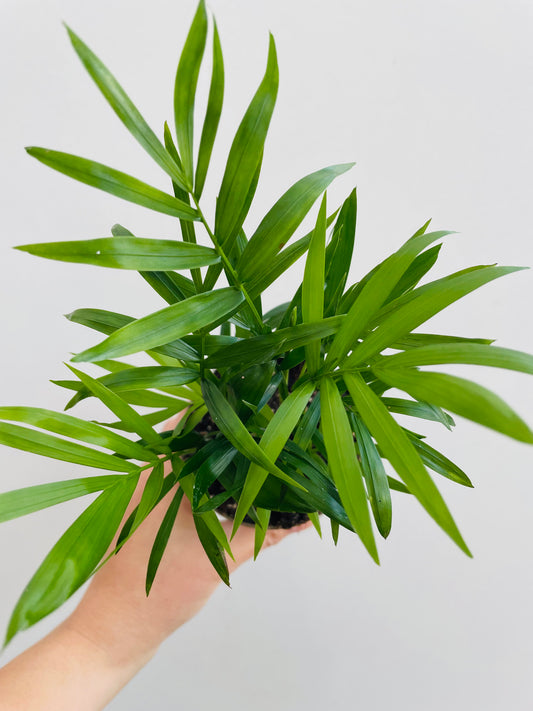 Bilde av Chamaedorea elegans-Spanne Plantesalg