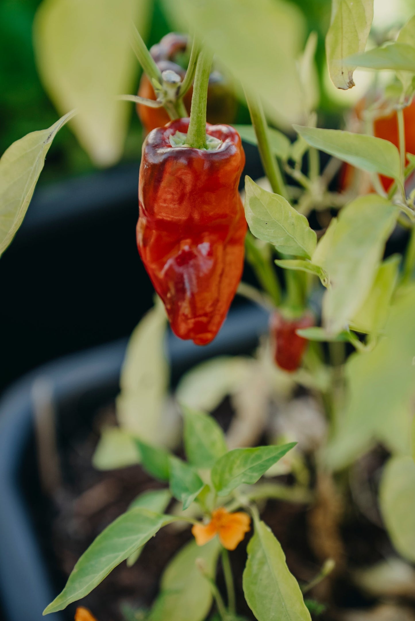 Bilde av Chilipepper, Padron-Spanne Plantesalg