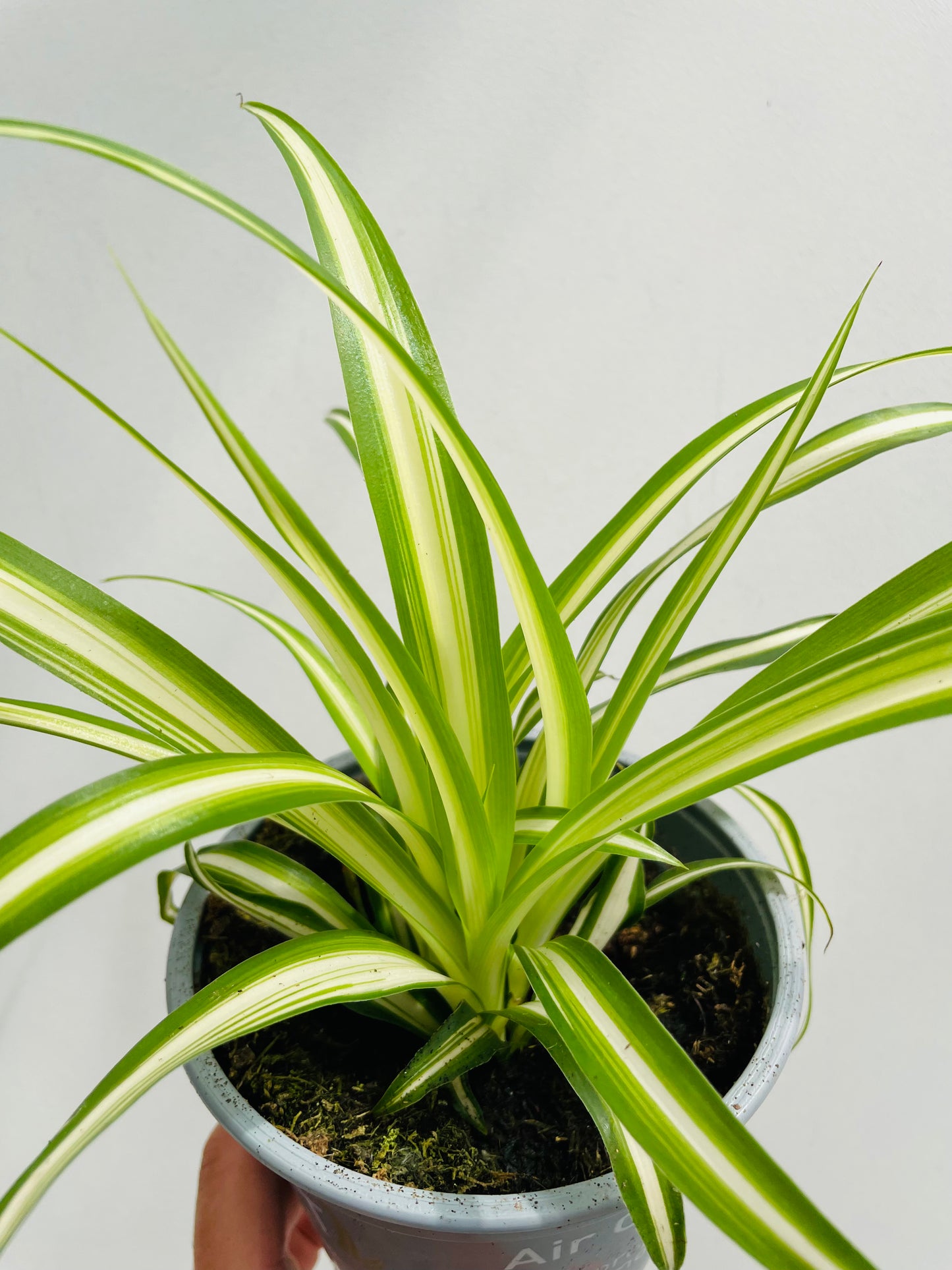 Chlorophytum comosum ‘Variegata’