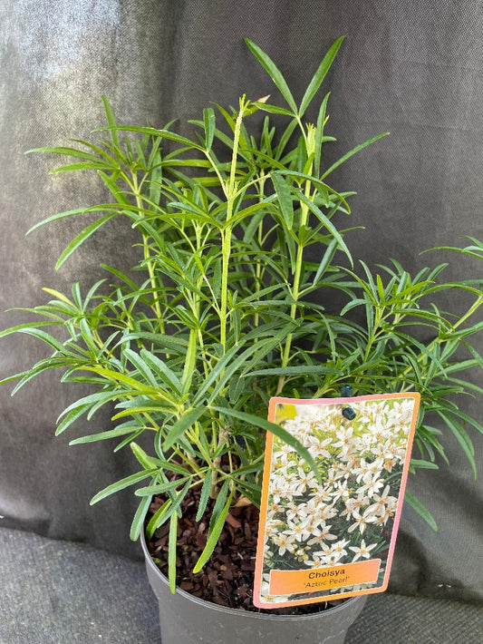 Bilde av Choisya 'Aztec Pearl'-Spanne Plantesalg