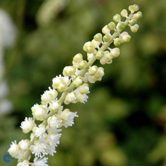 Bilde av Cimicifuga s. 'White Pearl'-Spanne Plantesalg