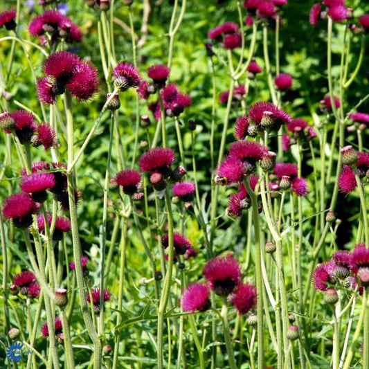 Bilde av Cirsium rivulare 'Atropurpureum'-Spanne Plantesalg