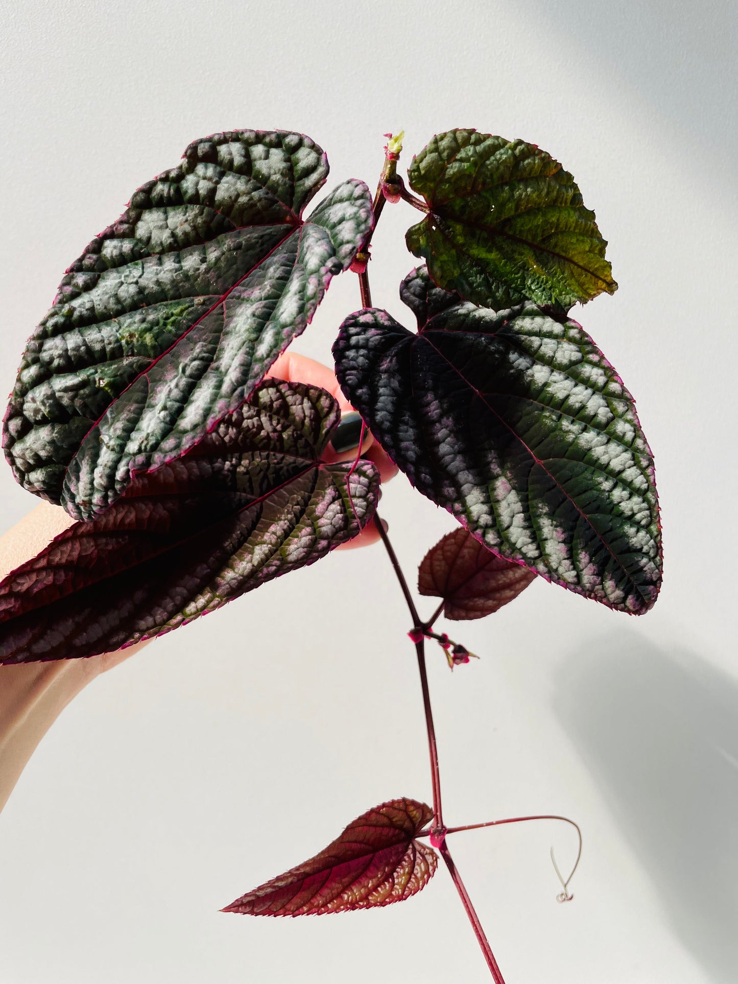 Bilde av Cissus discolor stikling-Spanne Plantesalg