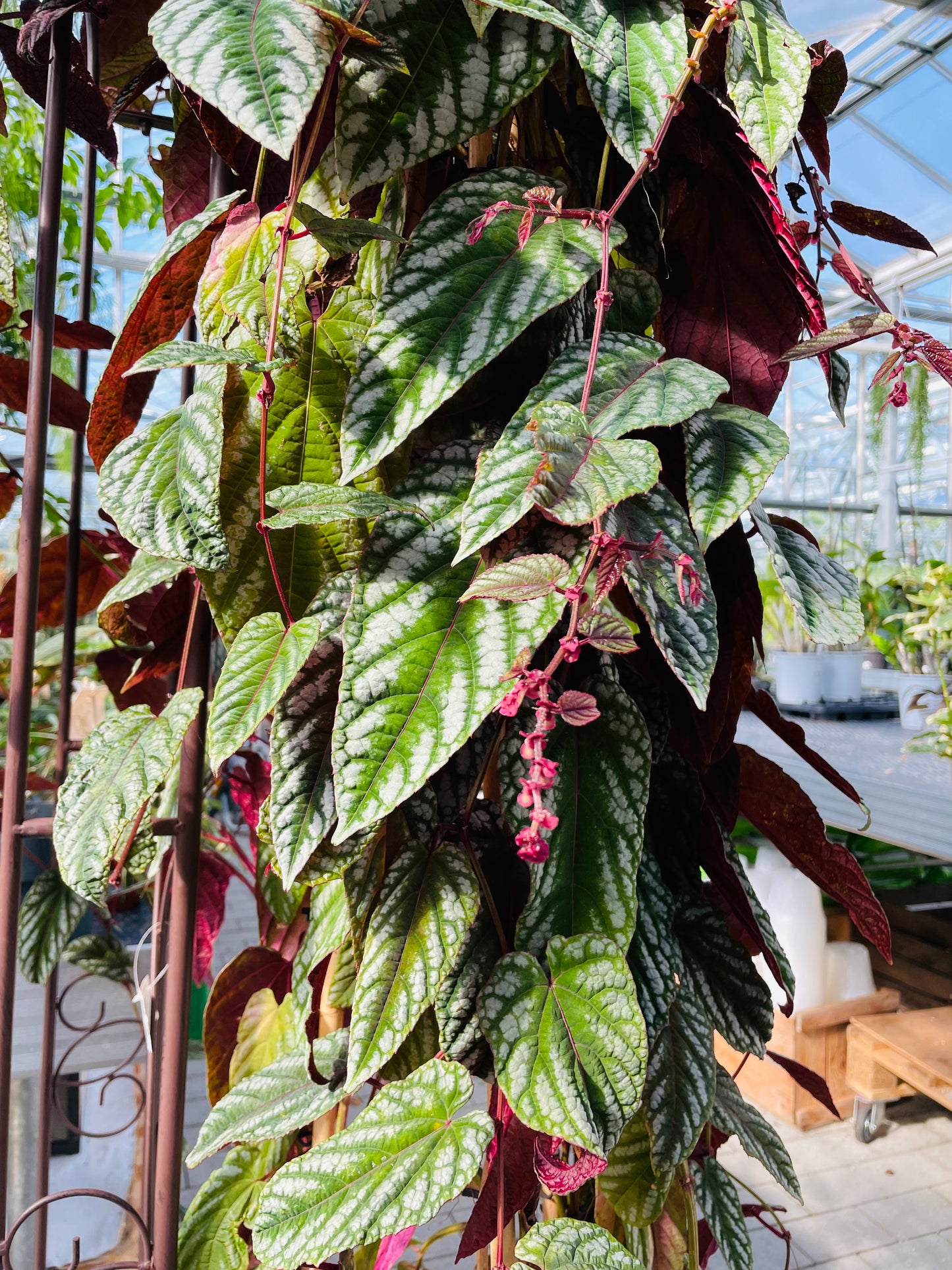 Bilde av Cissus discolor stikling-Spanne Plantesalg