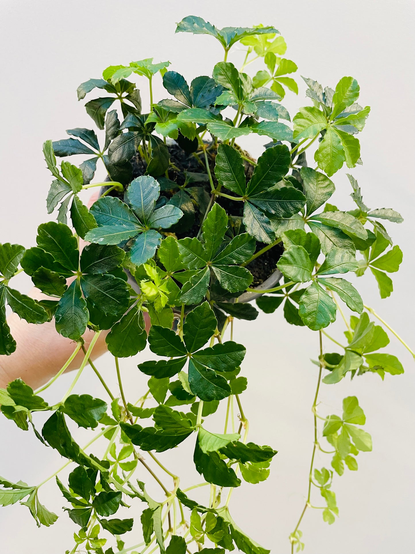 Bilde av Cissus striata-Spanne Plantesalg