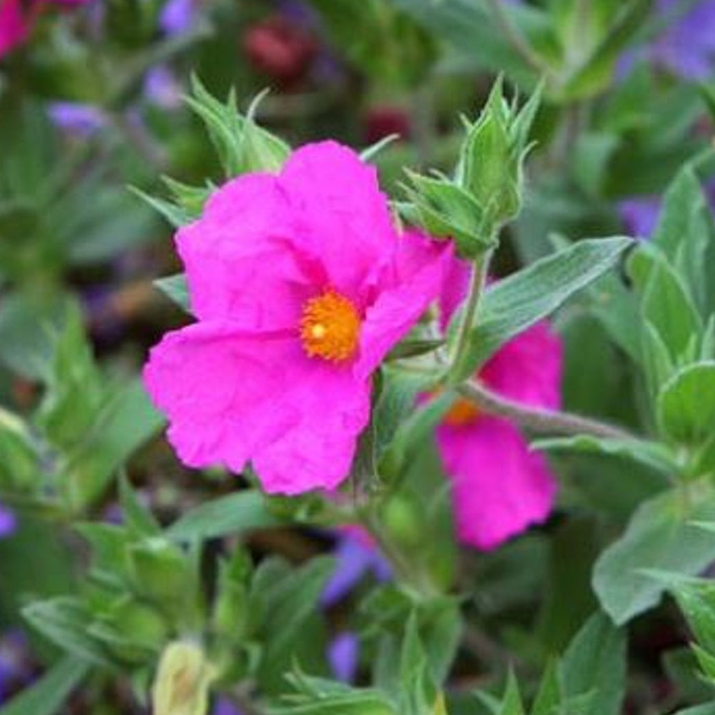 Bilde av Cistus crispus-Spanne Plantesalg