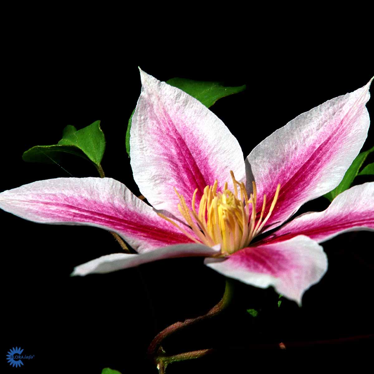 Bilde av Clematis 'Andromeda'-Spanne Plantesalg