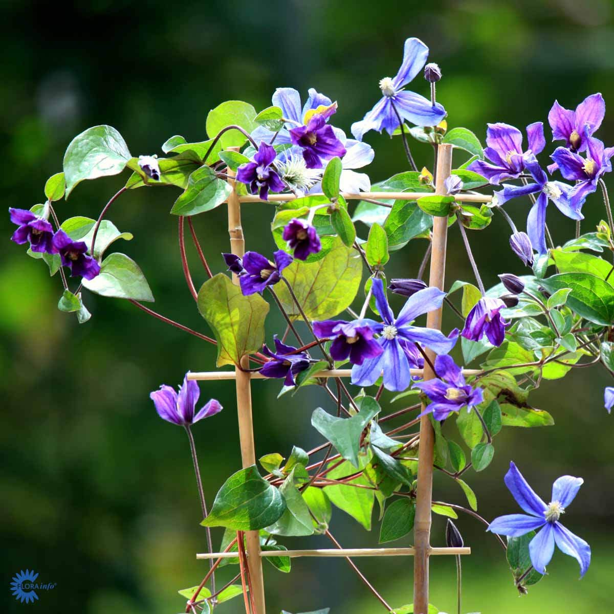 Bilde av Clematis 'Arabella'-Spanne Plantesalg