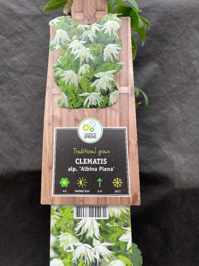 Bilde av Clematis (A) 'Albina Plena'-Spanne Plantesalg