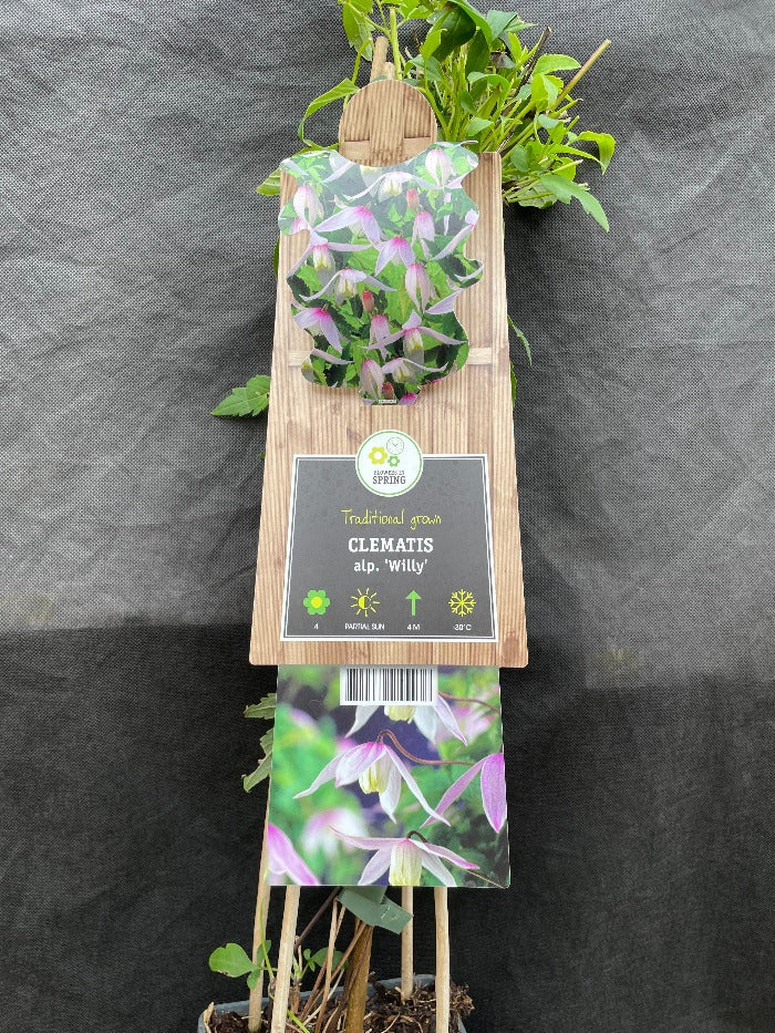 Bilde av Clematis 'Willy'-Spanne Plantesalg