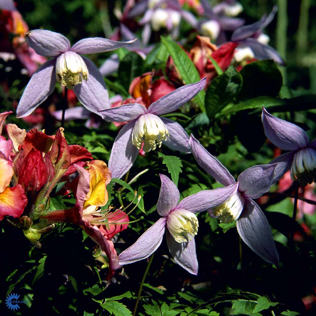 Bilde av Clematis atr. Willy-Spanne Plantesalg