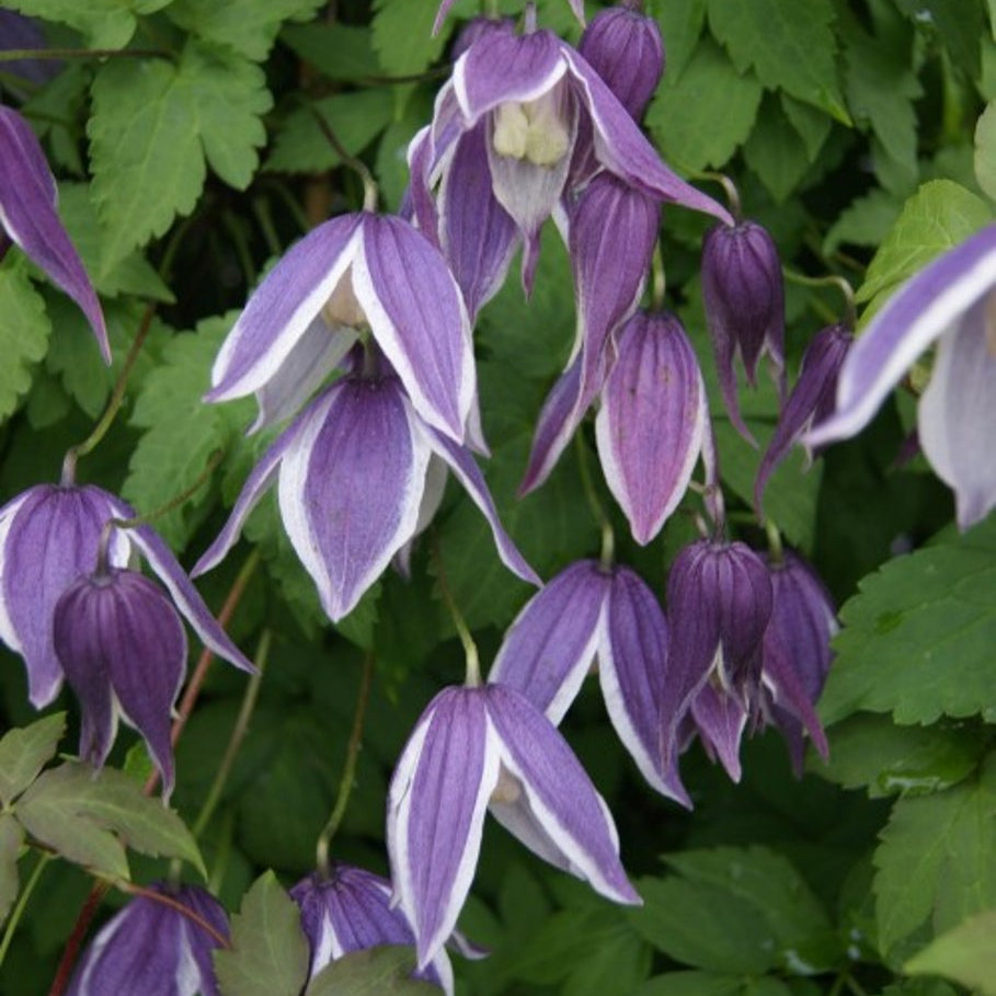 Bilde av Clematis 'Blue Eclipse'-Spanne Plantesalg