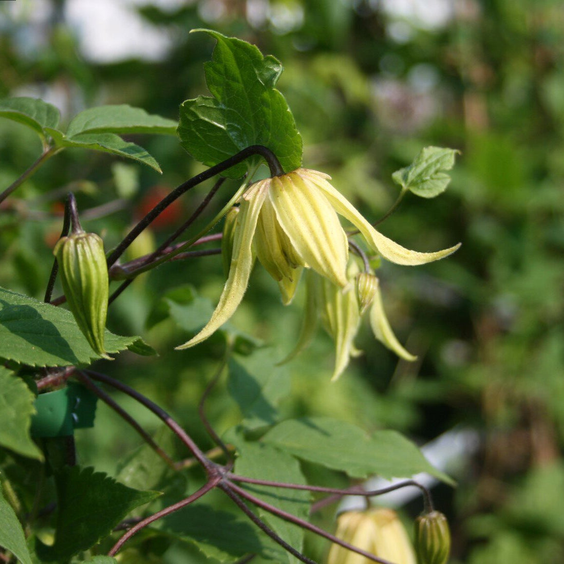 Bilde av Clematis chiisanensis 'Love Child' E-Spanne Plantesalg
