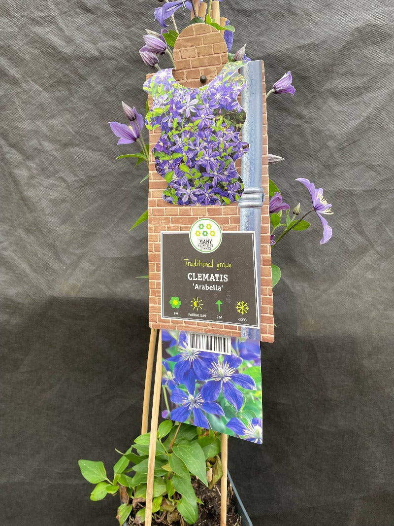 Bilde av Clematis 'Arabella'-Spanne Plantesalg