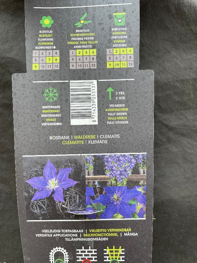 Bilde av Clematis 'Rhapsody'-Spanne Plantesalg