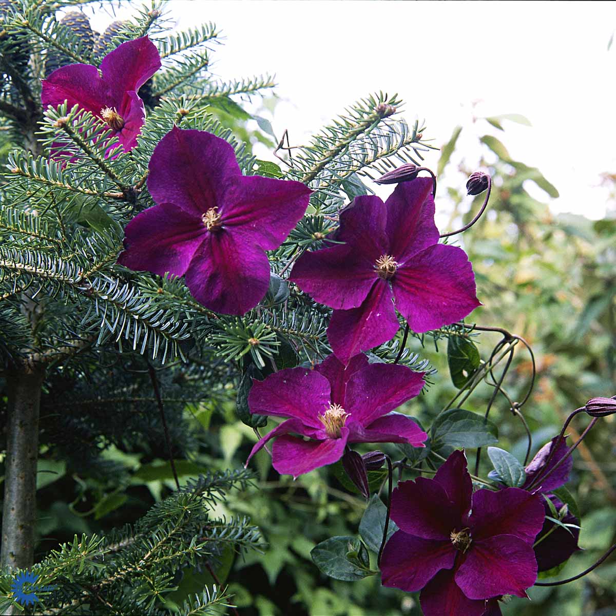 Bilde av Clematis 'Star of India'-Spanne Plantesalg