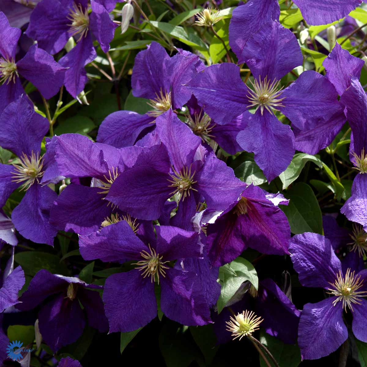 Bilde av CLEMATIS JACKMANII-Spanne Plantesalg