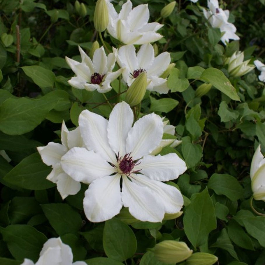 Bilde av Clematis 'James Mason'-Spanne Plantesalg
