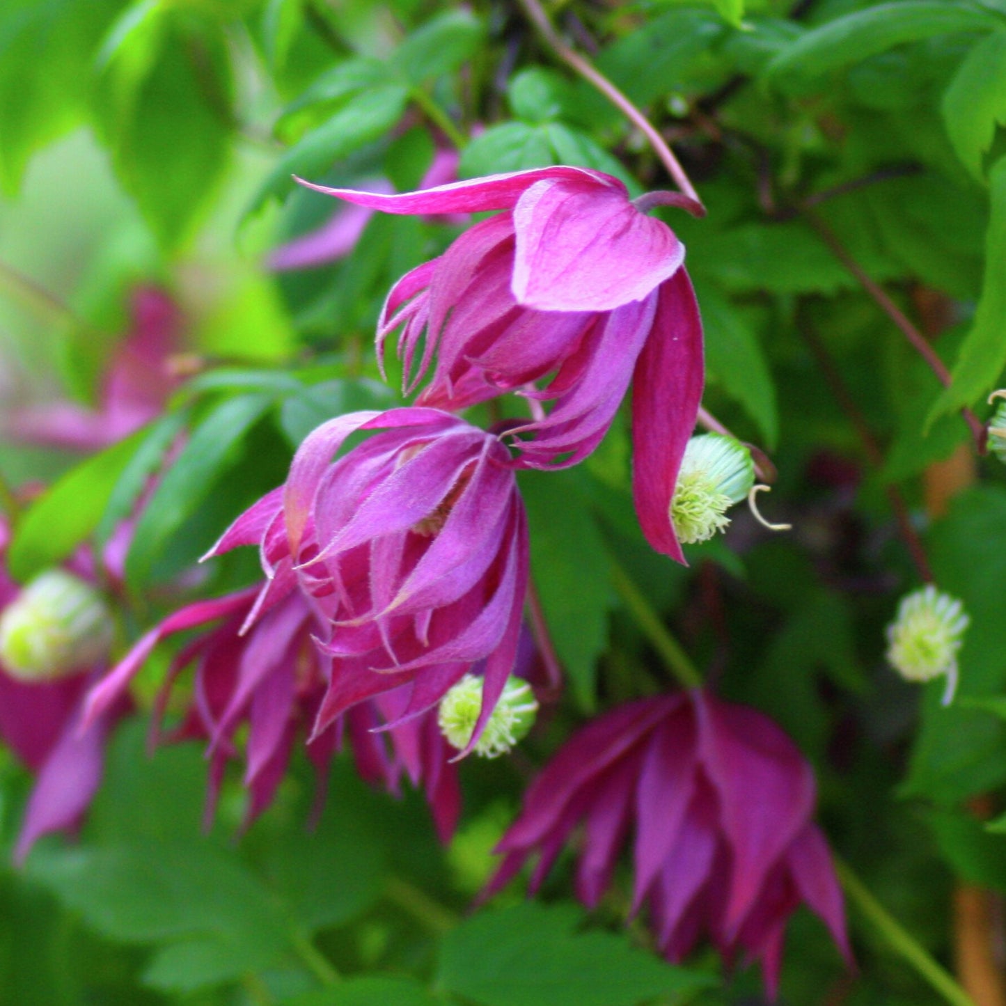 Bilde av Clematis KAJSA E-Spanne Plantesalg
