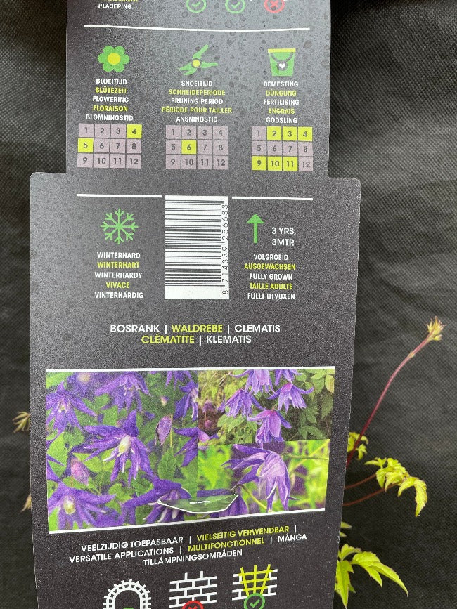 Bilde av Clematis 'Maidwell Hall'-Spanne Plantesalg