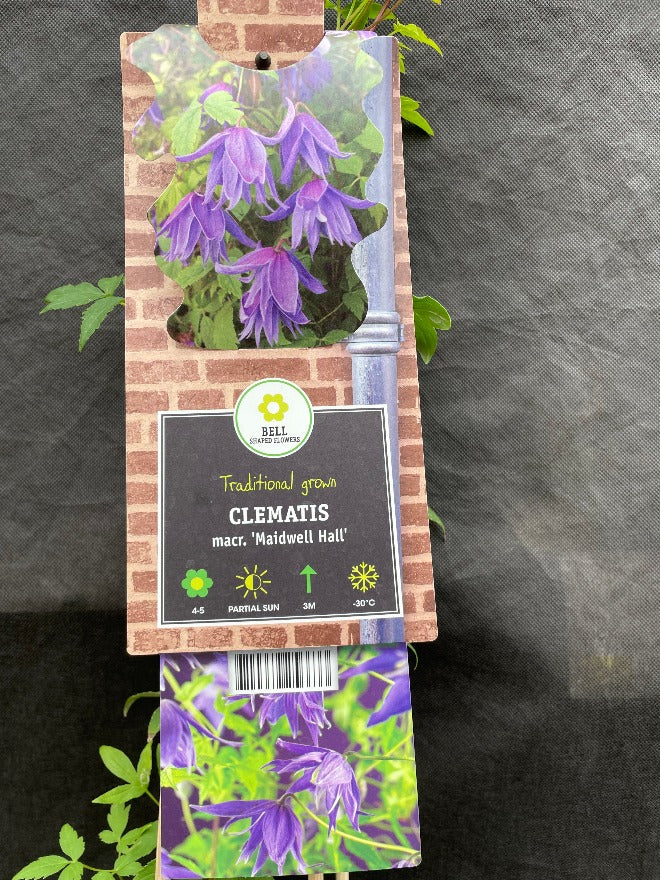 Bilde av Clematis 'Maidwell Hall'-Spanne Plantesalg