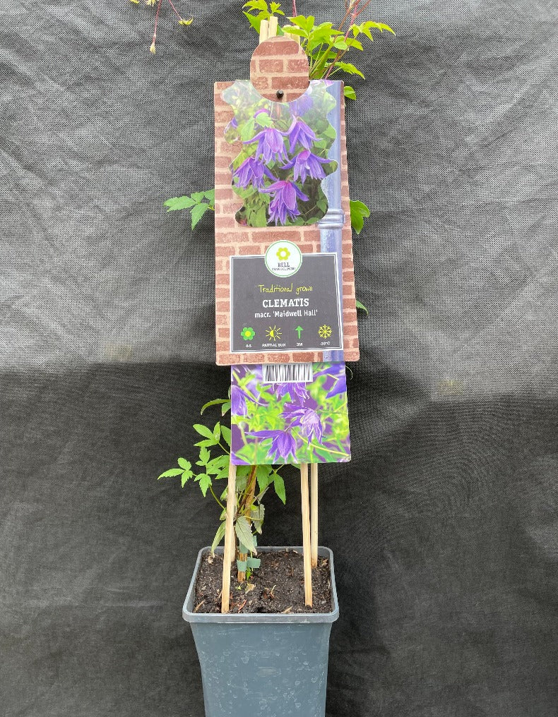Bilde av Clematis 'Maidwell Hall'-Spanne Plantesalg