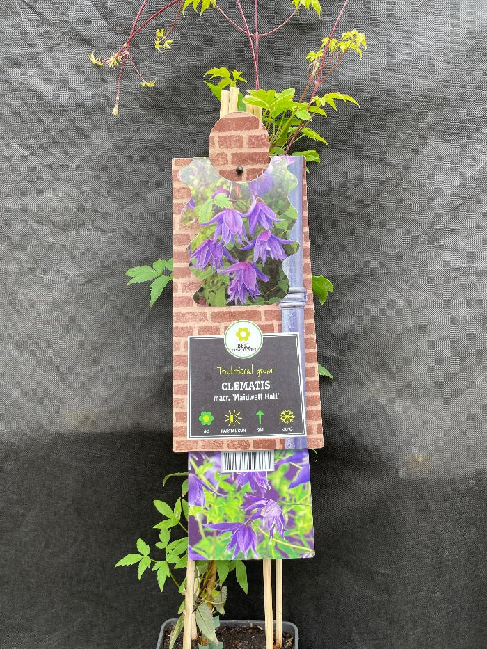 Bilde av Clematis 'Maidwell Hall'-Spanne Plantesalg
