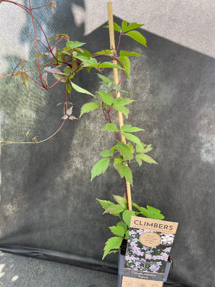 Bilde av Clematis mont. rubens-Spanne Plantesalg