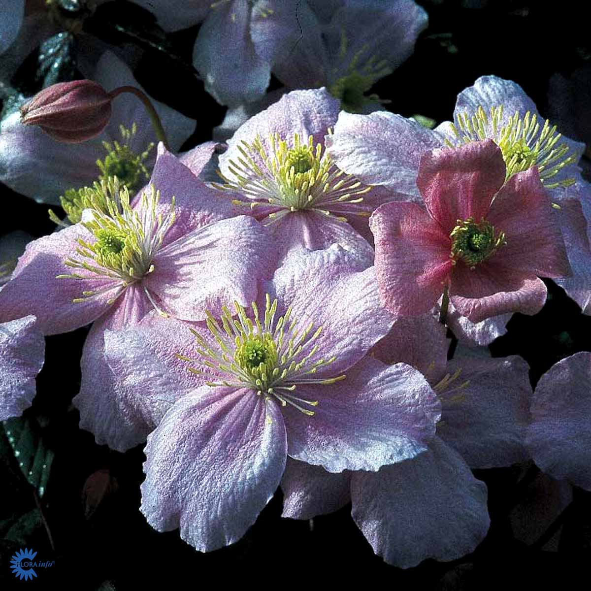 Bilde av CLEMATIS MONTANA MAYLEEN-Spanne Plantesalg