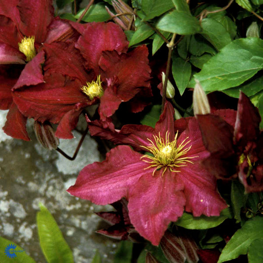Bilde av Clematis jac. Niobe-Spanne Plantesalg