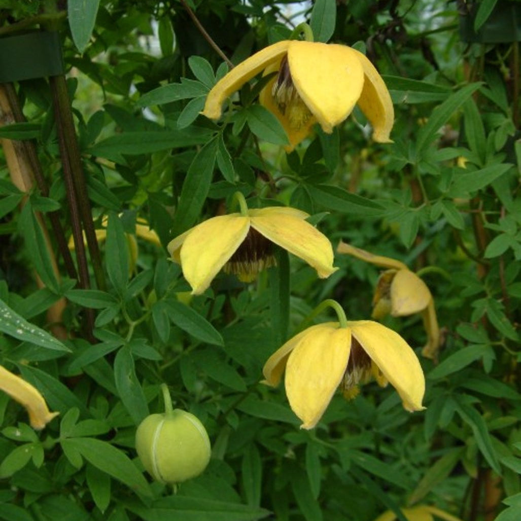 Bilde av Clematis 'Orange Peel'-Spanne Plantesalg