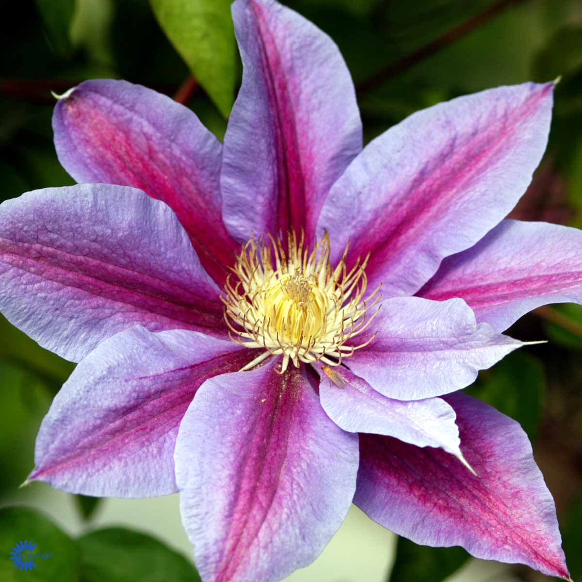 Bilde av Clematis pat. Barbara Jackman-Spanne Plantesalg