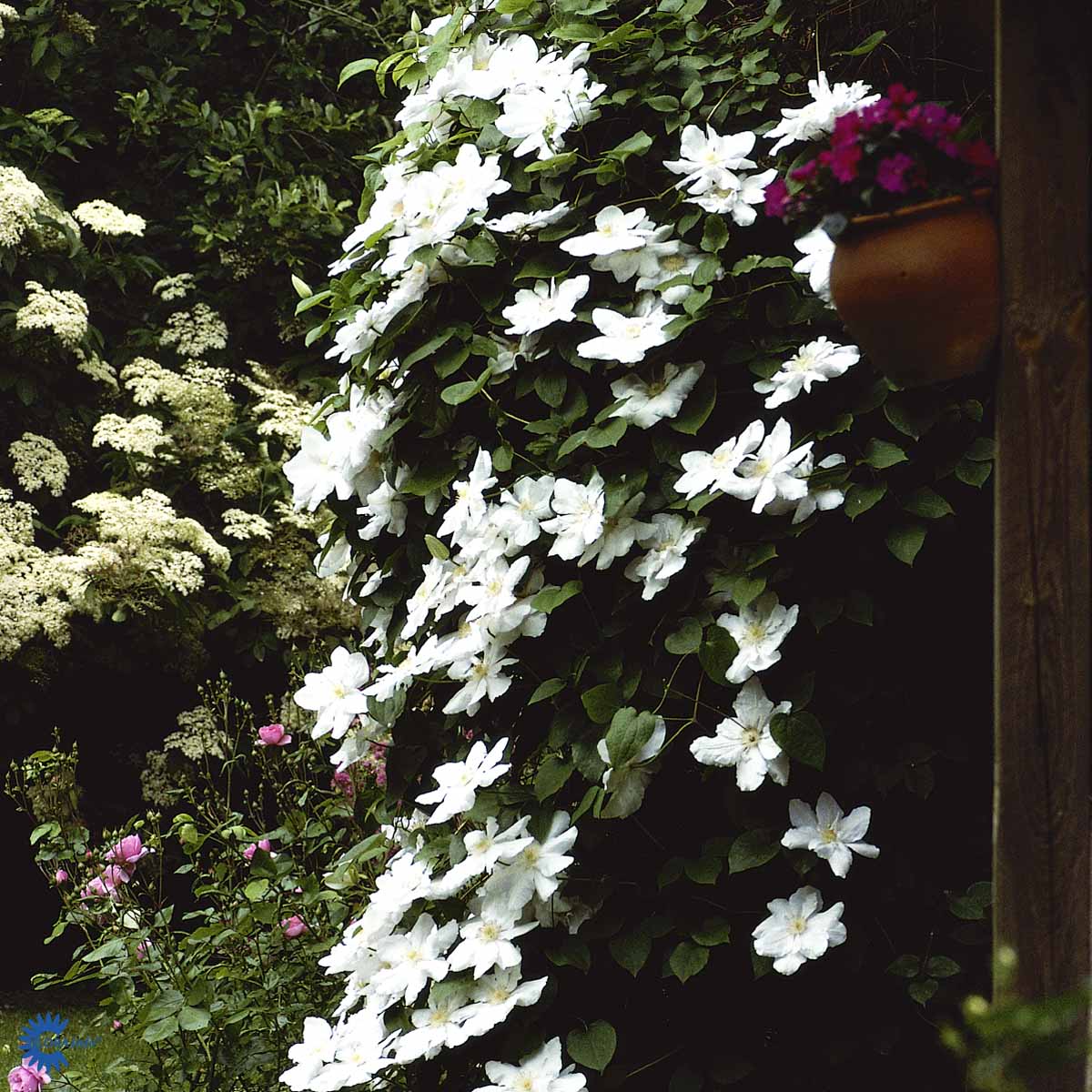 Bilde av Clematis pat. Madame Le Coultre-Spanne Plantesalg