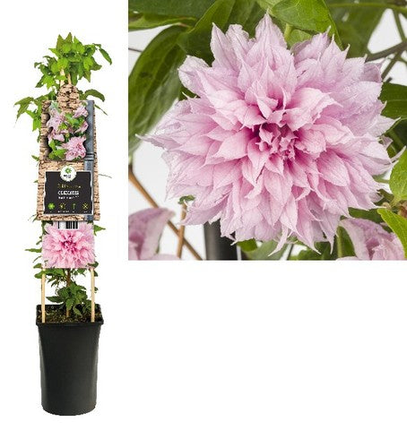 Bilde av CLEMATIS MULTI PINK PBR-Spanne Plantesalg