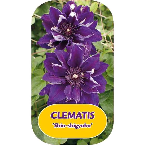 Bilde av Clematis 'Shin-shigyoku'-Spanne Plantesalg