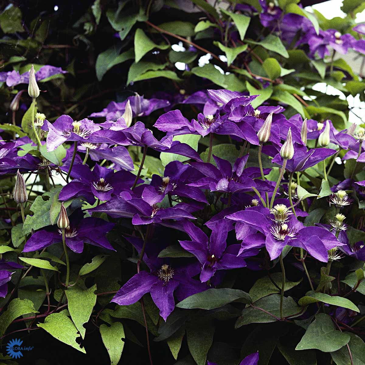 Bilde av Clematis pat. The President-Spanne Plantesalg